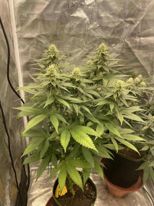 Purple Overload. Week 10
