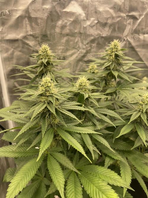 Purple Overload. Week 10