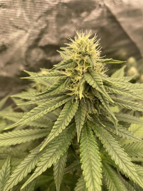 Purple Overload. Week 10
