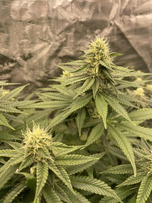 Purple Overload. Week 10