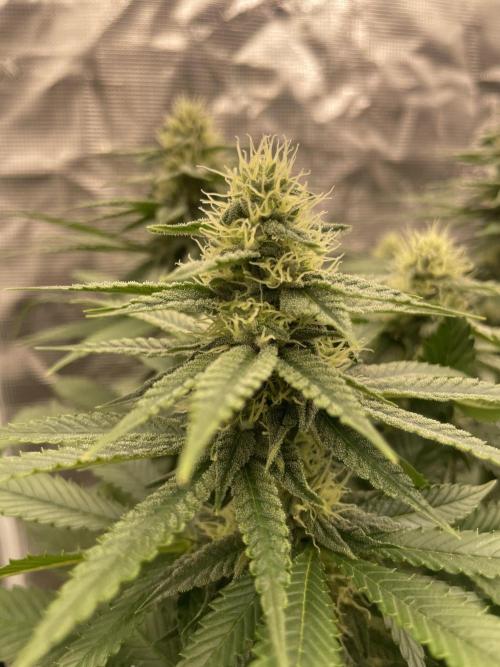Purple Overload. Week 10