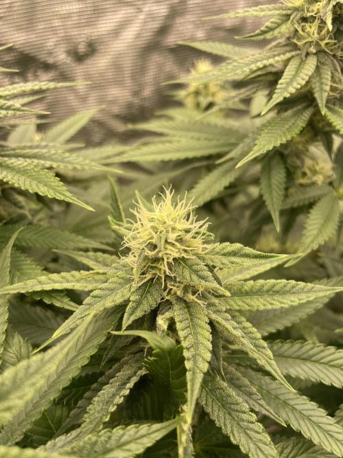 Purple Overload. Week 10