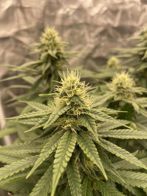 Purple Overload. Week 10