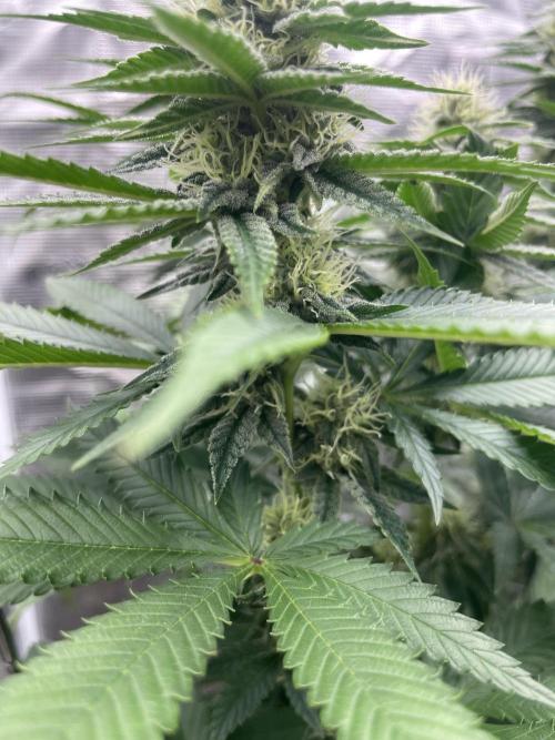 Purple Overload. Week 10