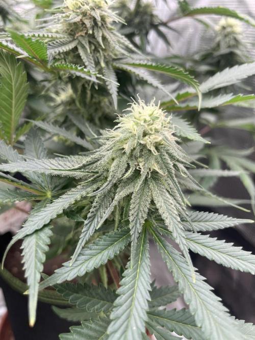Sugar black rose 🥀. Week 10