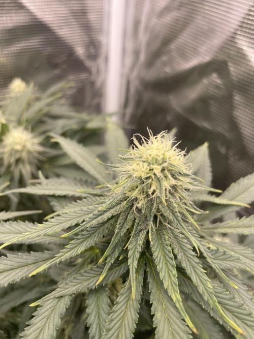 Sugar black rose 🥀. Week 10