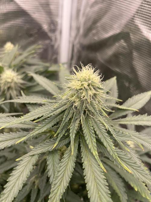 Sugar black rose 🥀. Week 10