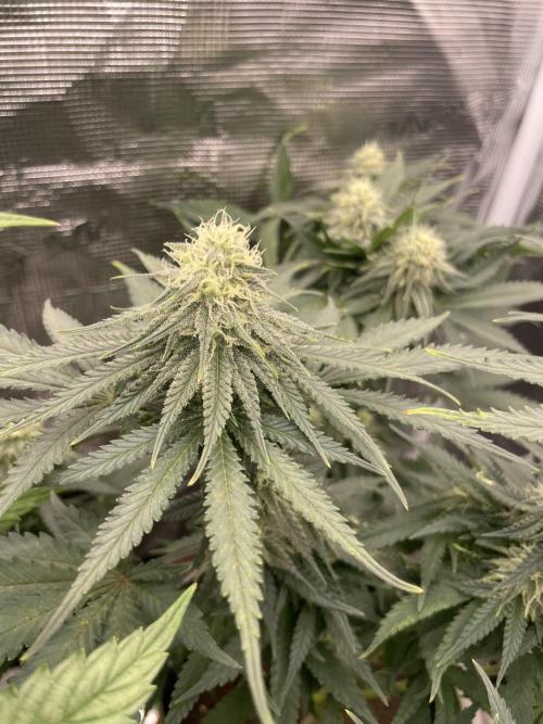 Sugar black rose 🥀. Week 10