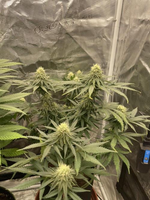 Sugar black rose 🥀. Week 10