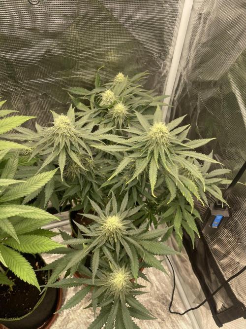 Sugar black rose 🥀. Week 10