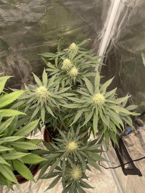 Sugar black rose 🥀. Week 10