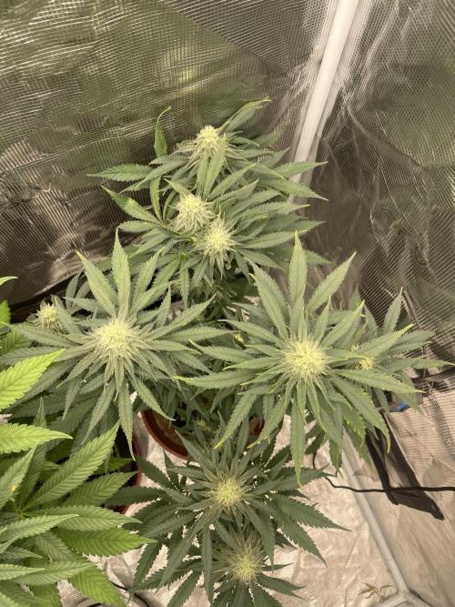 Sugar black rose 🥀. Week 10