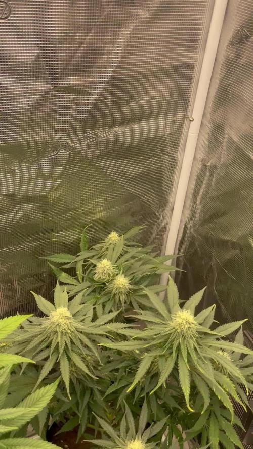 Sugar black rose 🥀