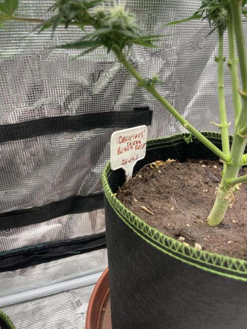 Sugar black rose 🥀. Week 10