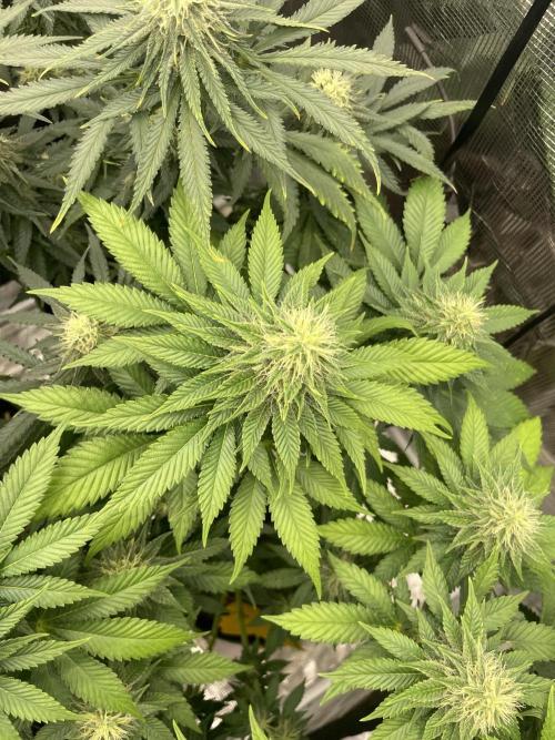 Orange ooze. Week 10