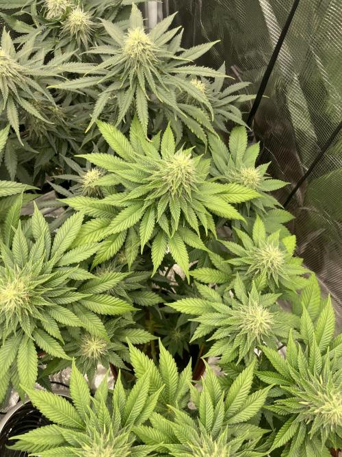 Orange ooze. Week 10