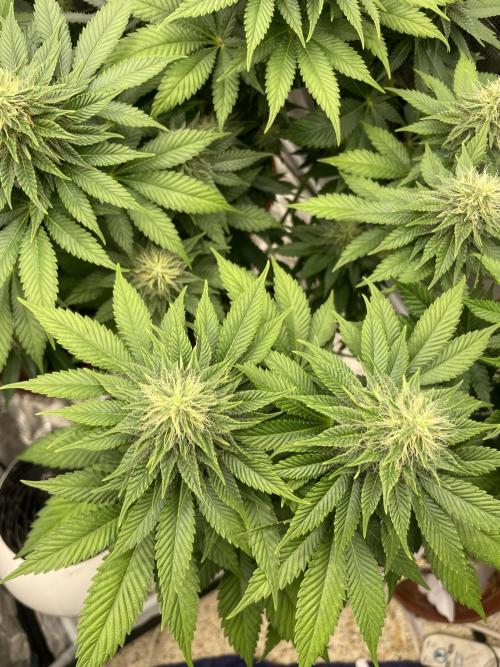 Orange ooze. Week 10