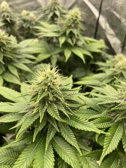 Orange ooze. Week 10