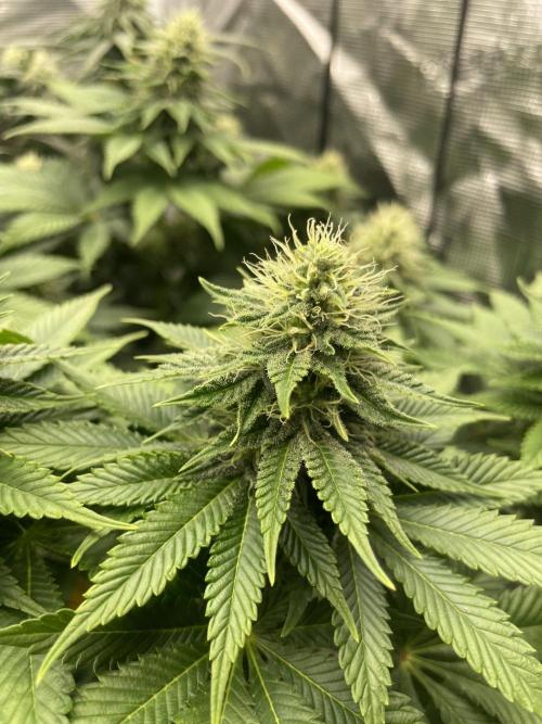Orange ooze. Week 10
