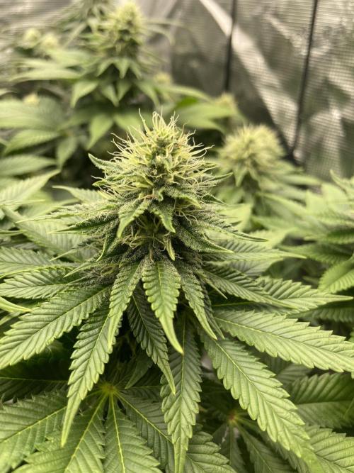Orange ooze. Week 10