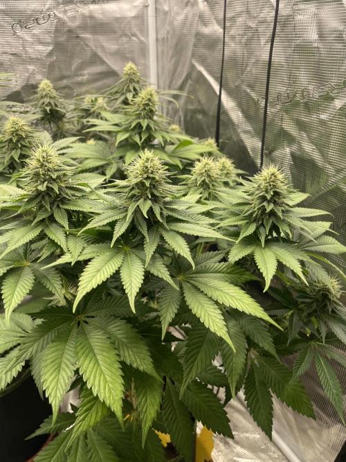 Orange ooze. Week 10