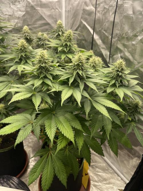 Orange ooze. Week 10