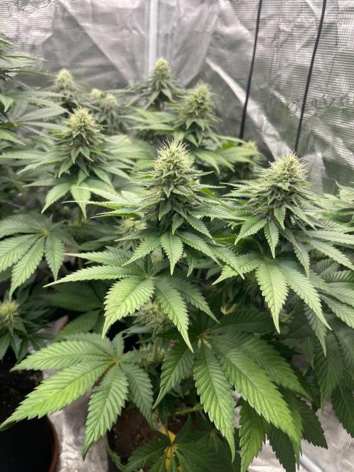 Orange ooze. Week 10