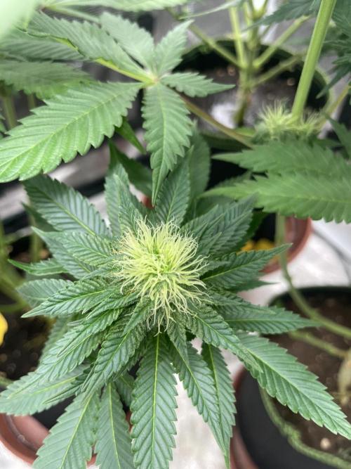 Orange ooze. Week 10