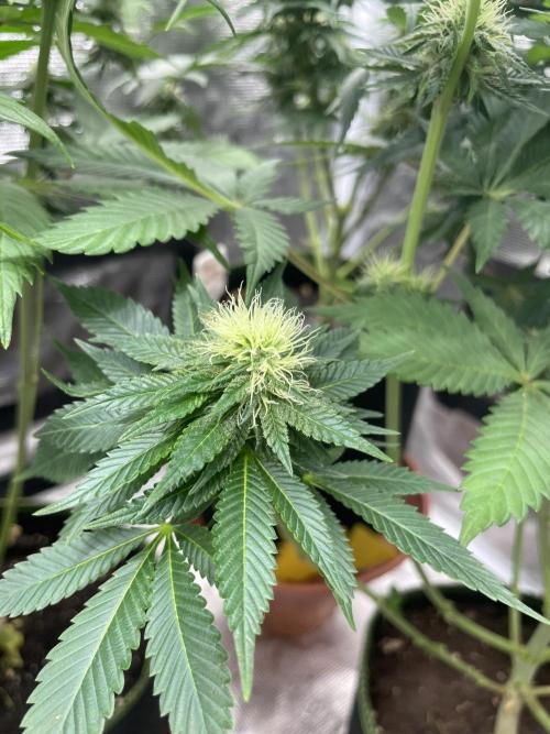 Orange ooze. Week 10
