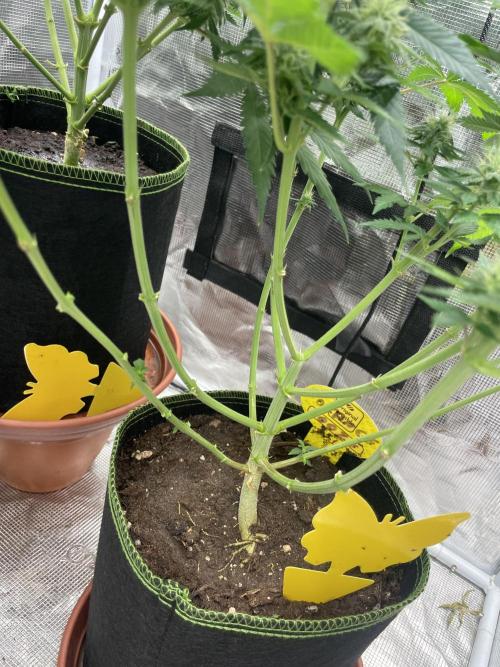 Orange ooze. Week 10
