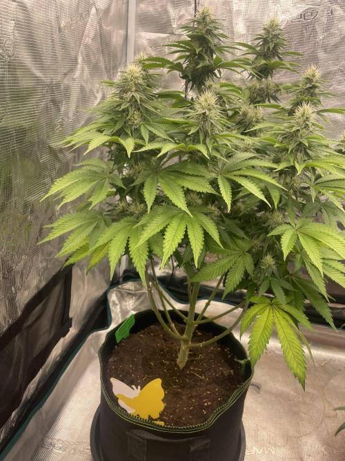 Sticky Brocoli Zamnesia+Plagron. Week 11