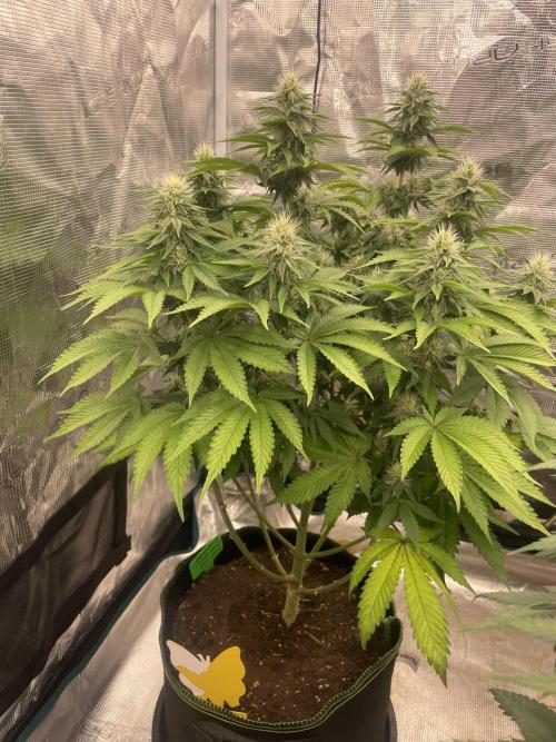 Sticky Brocoli Zamnesia+Plagron. Week 11