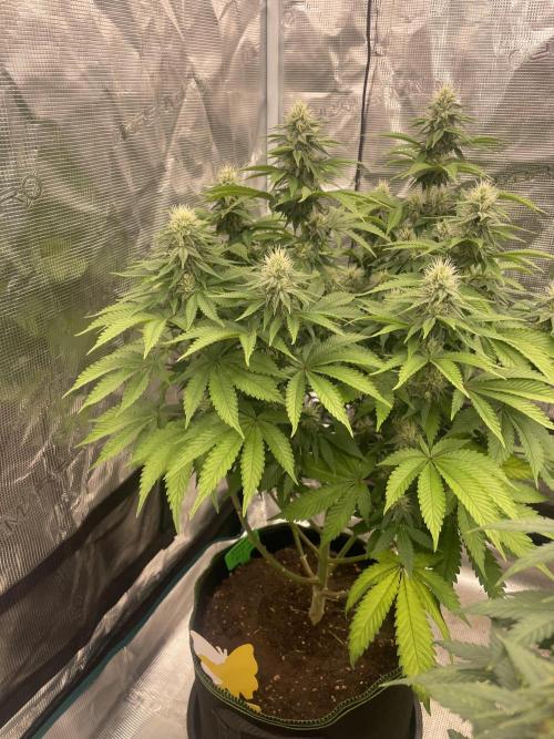 Sticky Brocoli Zamnesia+Plagron. Week 11