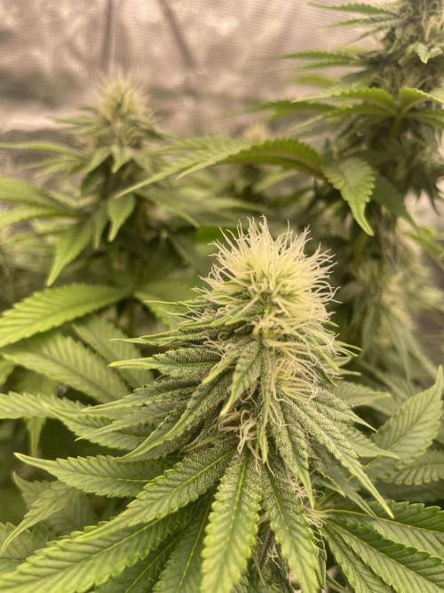 Sticky Brocoli Zamnesia+Plagron. Week 11