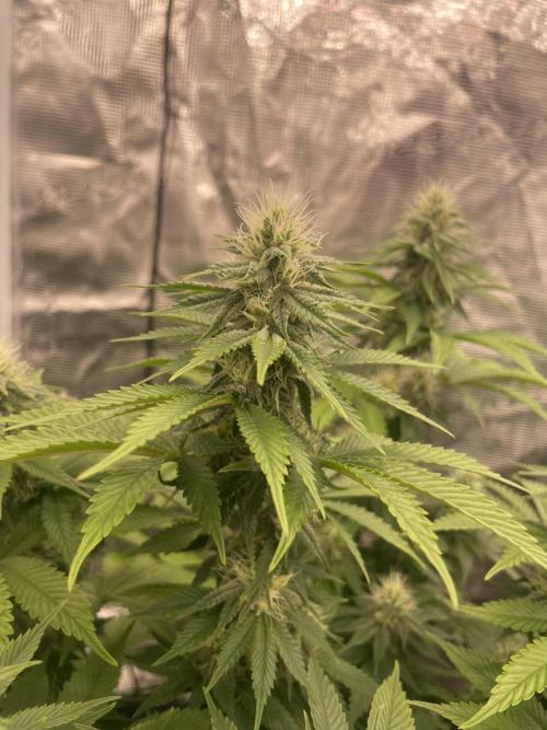 Sticky Brocoli Zamnesia+Plagron. Week 11