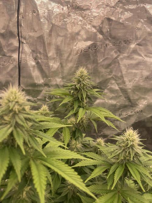 Sticky Brocoli Zamnesia+Plagron. Week 11