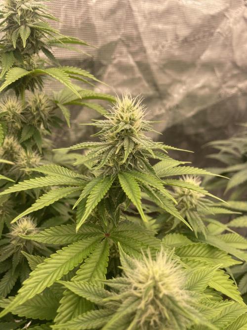 Sticky Brocoli Zamnesia+Plagron. Week 11