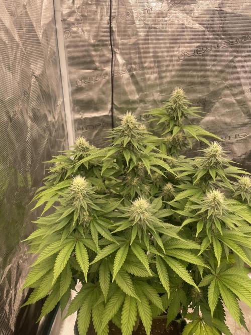 Sticky Brocoli Zamnesia+Plagron. Week 11