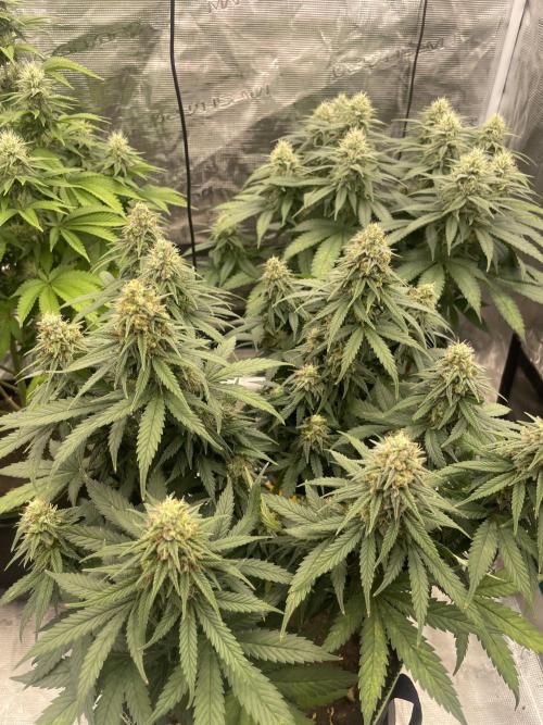 Sunset 🌅 sherbet. Week 11