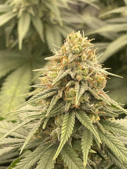 Sunset 🌅 sherbet. Week 11