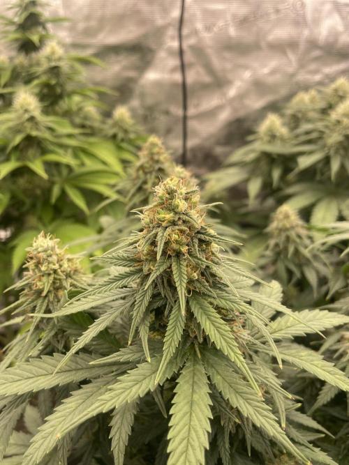 Sunset 🌅 sherbet. Week 11