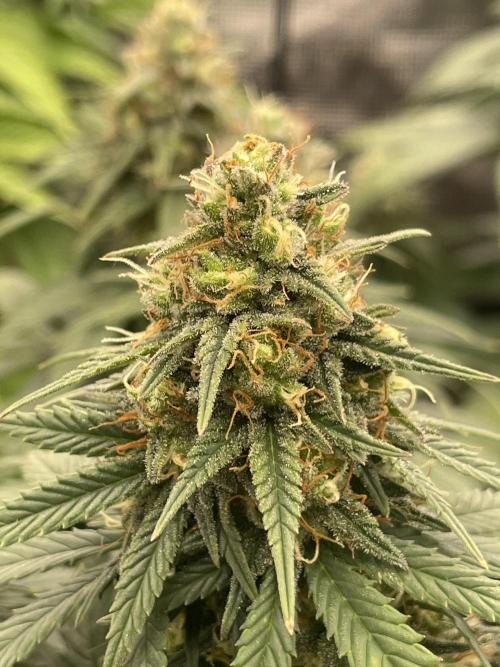 Sunset 🌅 sherbet. Week 11