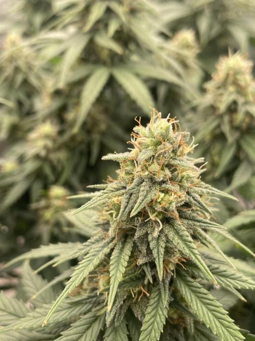 Sunset 🌅 sherbet. Week 11