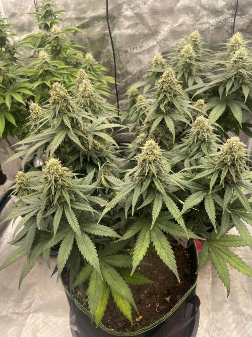 Sunset 🌅 sherbet. Week 11