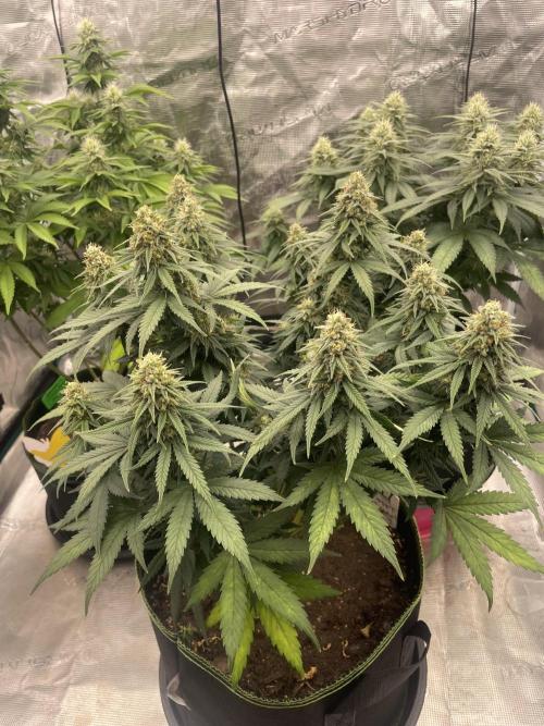 Sunset 🌅 sherbet. Week 11