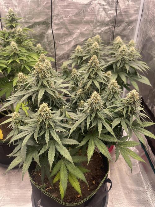 Sunset 🌅 sherbet. Week 11