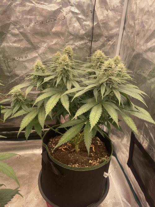 Bubble 🫧 OG gum. Week 11