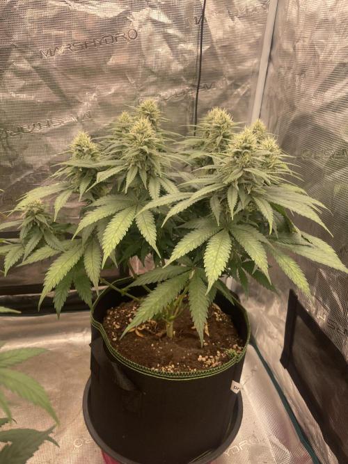 Bubble 🫧 OG gum. Week 11