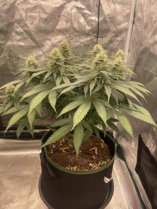 Bubble 🫧 OG gum. Week 11
