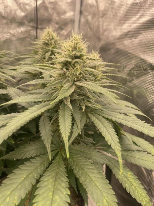Bubble 🫧 OG gum. Week 11
